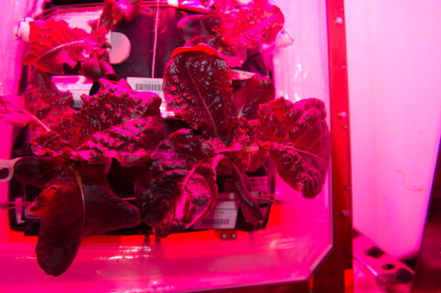 Growing Lettuce Beneath The Tokyo Subway Isn’t So Different From Growing It In Space 
