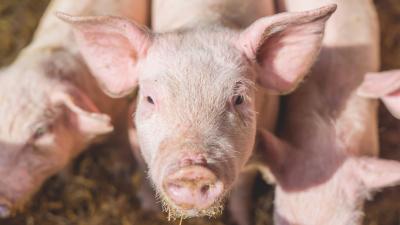 Scientists Want To Transplant Genetically Modified Pig Organs Into Humans