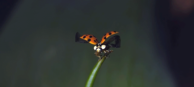 Seeing A Ladybug Take Flight In Slow Motion 