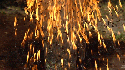 A Bomb Of Matchstick Heads Exploding In Slow Motion Is Like Fire Rain