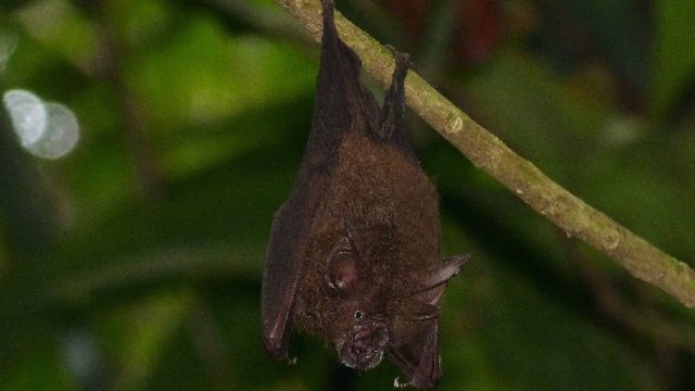 Bats In India Like To Live Among Coffee Plants