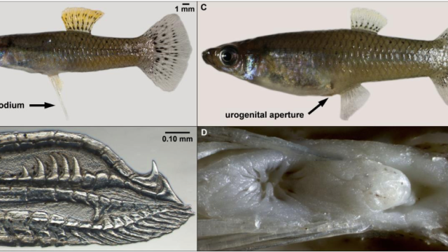 How Lurking Predators Changed The Size Of The Mosquitofish’s Genitals