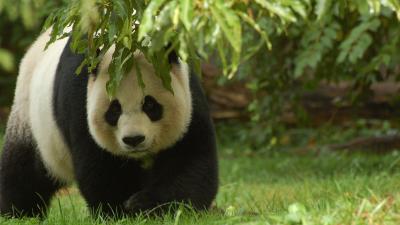 Here’s Why We’re Not Overrun With Adorable Baby Giant Pandas