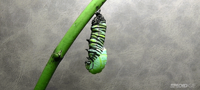 The Metamorphosis Of A Caterpillar Into A Monarch Butterfly
