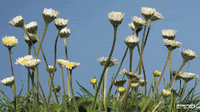 These Blooming Daisies Are So Cute They Almost Look Like An Animation