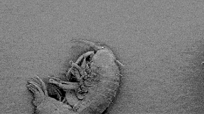 A Seemingly Never-Ending Microscopic Zoom Reveals The Gross Tiny Germs