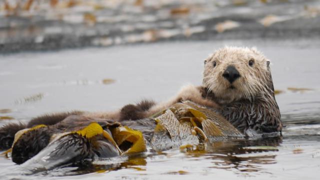 A Reality TV Show Starring Sea Otters Is Taking The Internet By Storm