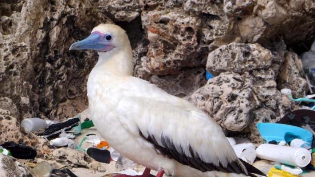 Seabirds Are Eating Lots Of Plastic, And The Problem Is Getting Worse
