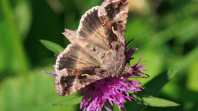 Turbulence May Help Moths Figure Out Which Way They’re Flying
