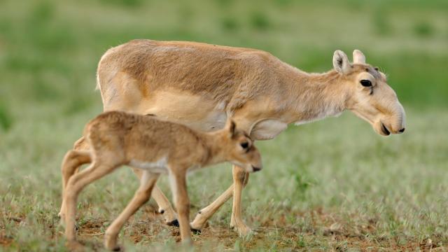 Why Did 60,000 Antelope Drop Dead Over Four Days?