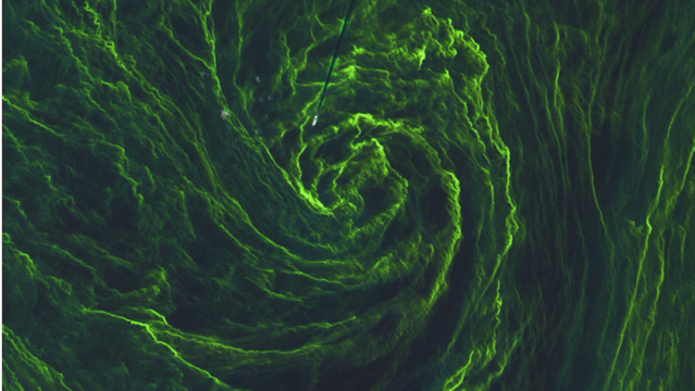 Get Lost In The Swirling Green Seas Of A Massive Algae Bloom