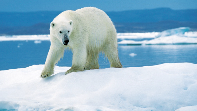 Polar Bears May Survive By Hunting Caribou As Arctic Ice Melts