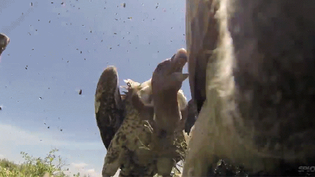 Video Shows What It Looks Like When Vultures Attack A Carcass In Nature