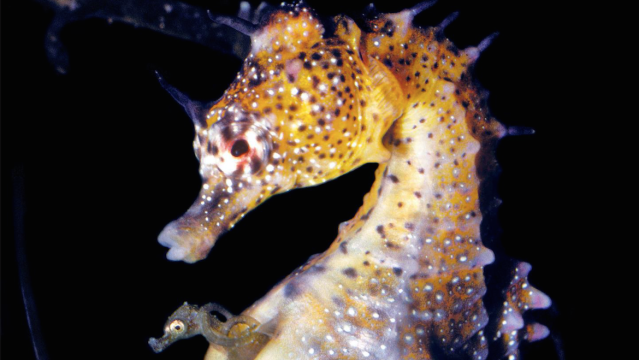 Seahorse Dads Do Much More Than Just Shelter Their Babies While Pregnant
