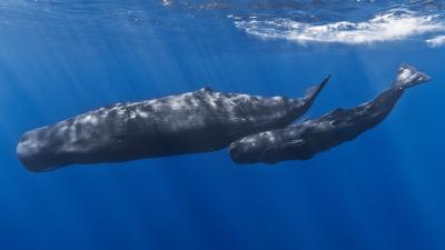 Sperm Whale Clans Speak Different Dialects
