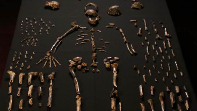 Scientists Have Discovered A New Human-Like Species In South Africa