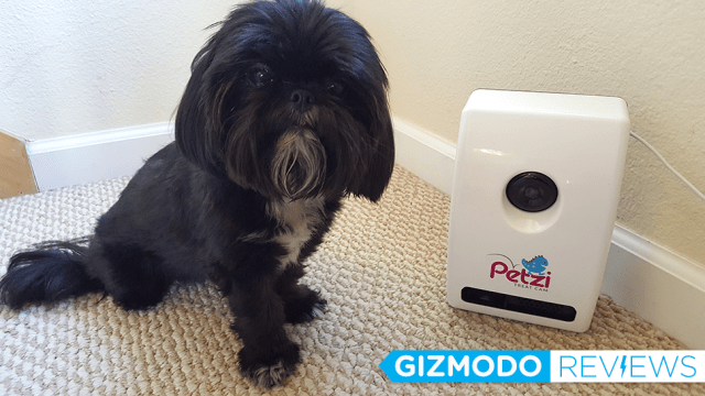 This Little Black Dog Isn’t Impressed By The Petzi Treat Cam