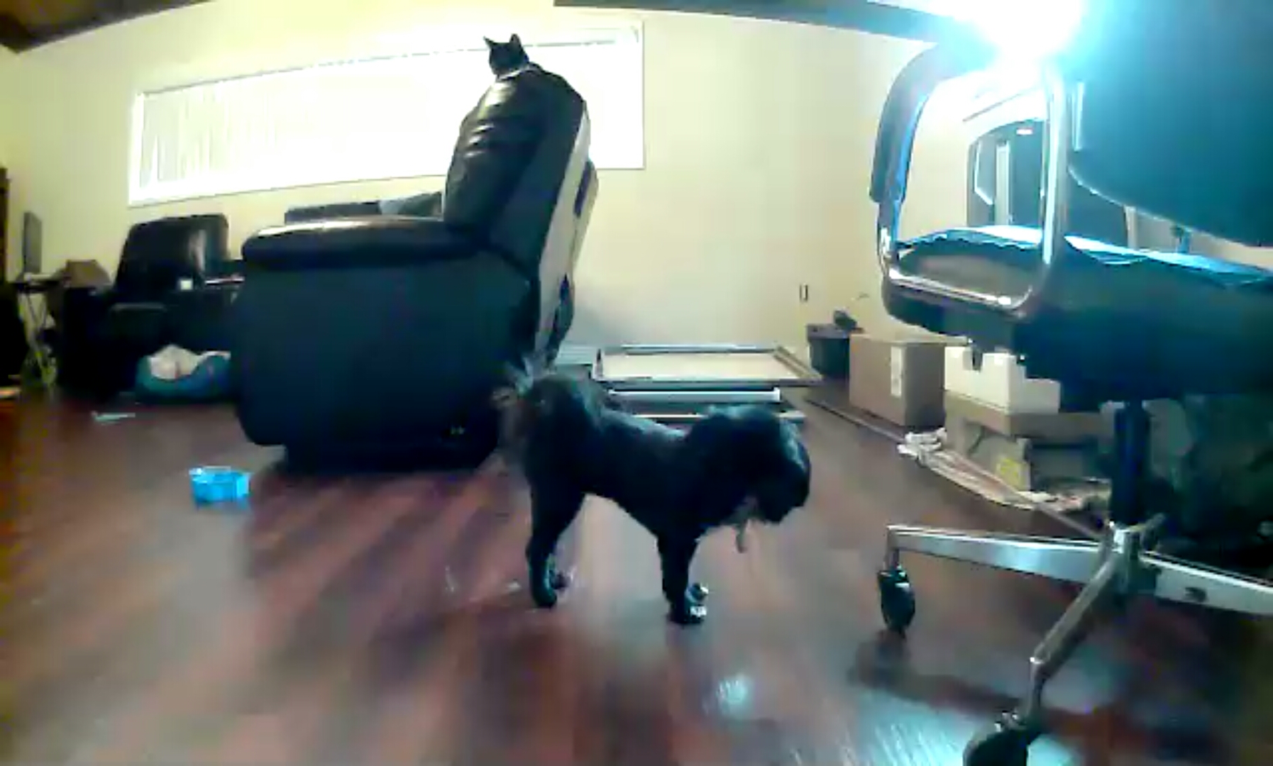 This Little Black Dog Isn’t Impressed By The Petzi Treat Cam