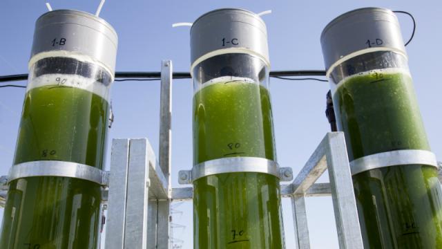Fuel Made From Algae Could Help Fukushima — And The Rest Of The World