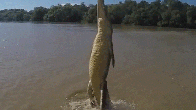 This Crocodile Impossibly Jumping Straight Out Of The Water Is The Scariest Thing