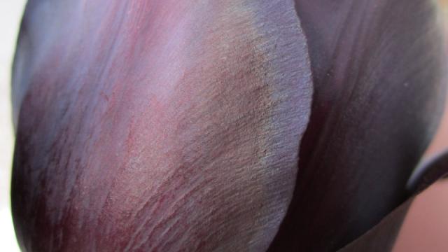 This Tulip Cloaks Itself In Shimmery Iridescent Armour