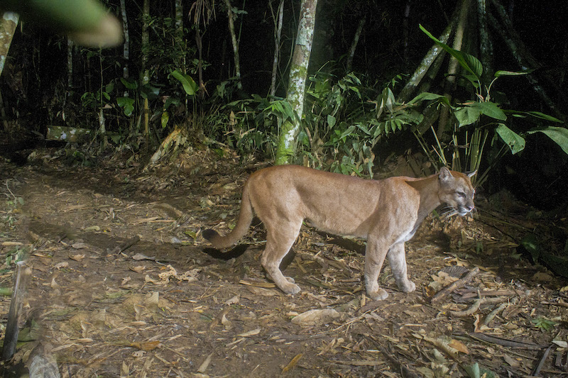 How DSLR Camera Traps Are Capturing Stunning Wildlife Photos