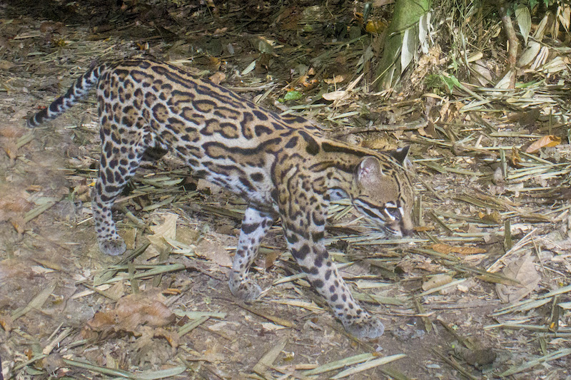 How DSLR Camera Traps Are Capturing Stunning Wildlife Photos