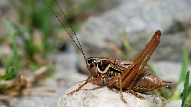 This Cricket Courts His Mate During Sex By Tapping Her With Tiny Penis Drumsticks