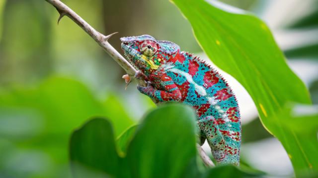 This Chameleon-Like Material Could Give Robots Skin That Camouflages In Real Time
