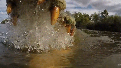 What It’s Like To Get Attacked By A Crocodile And Then See Inside Its Mouth