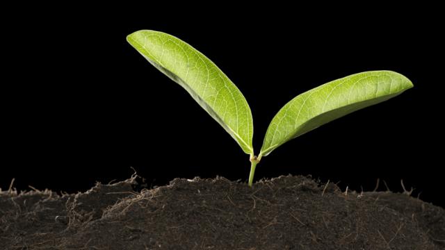This Gene Could Help Plants Survive Drought