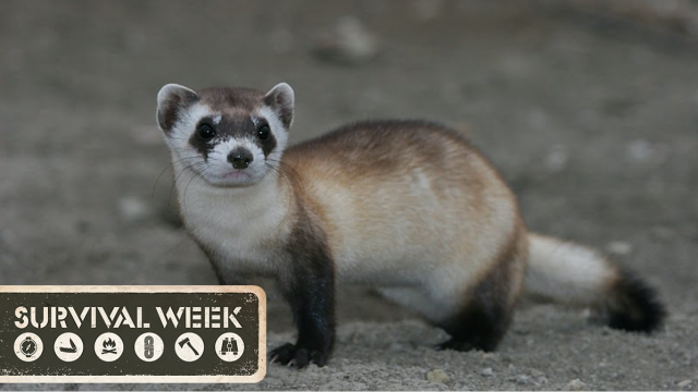 Black-Footed Ferrets Recover From Near-Extinction, Thanks To Artificial Insemination 