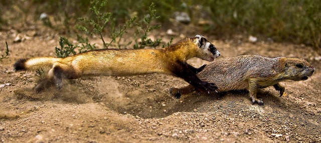 Black-Footed Ferrets Recover From Near-Extinction, Thanks To Artificial Insemination 