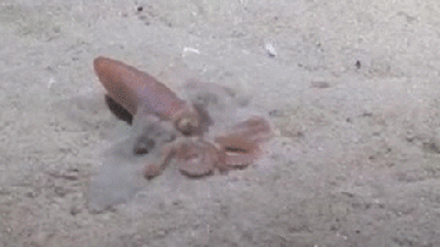 Sand Octopus Turns Its Body Into A Squirt Gun To Burrow