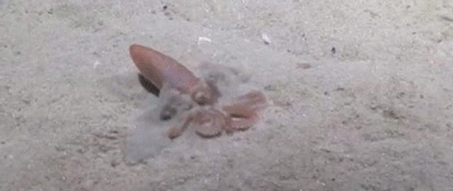 Sand Octopus Turns Its Body Into A Squirt Gun To Burrow