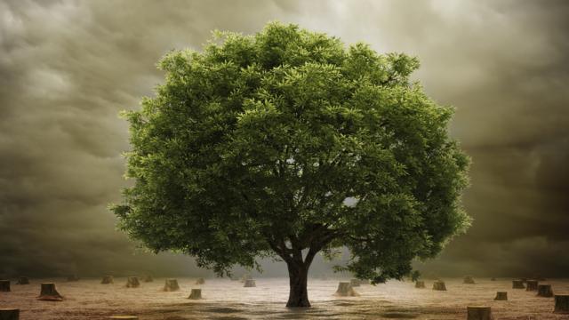 Scientists Have Drafted A Complete Tree Of Life 