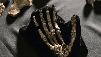 You Can 3D Print Your Own Homo Naledi Specimens