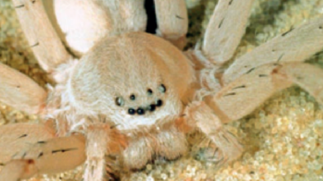 These New Spider Species Just Want To Be Your Friends