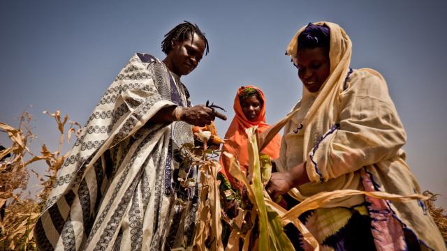 How Low-Tech Farming Innovation Can Make African Farmers Climate-Resilient