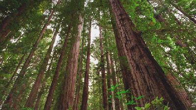 The Natural Wonderland Of The Redwoods Is So Soothing