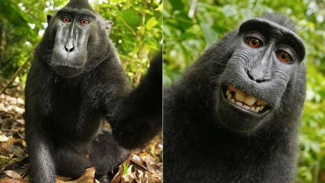 Thanks To PETA, The Monkey Selfie Controversy Will Never End 