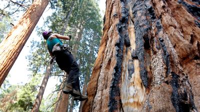 California’s Drought Is Now Threatening Its Millennia-Old Sequoias