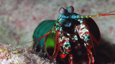 Let’s Talk About Mantis Shrimp Fight Club