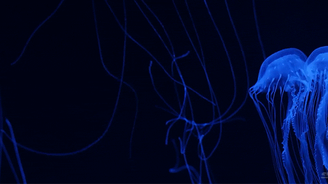 Beautiful Footage Of Jellyfish Reveal Why They’re So Awesome