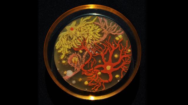 These Are The Year’s Best Of Examples Petri Dish Art
