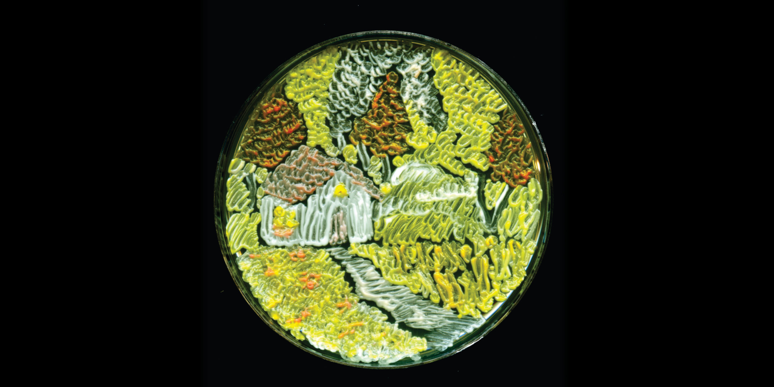 These Are The Year’s Best Of Examples Petri Dish Art