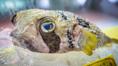 Japan’s Ultra-Poisonous Pufferfish Holds The Key To The Pain Killers Of The Future