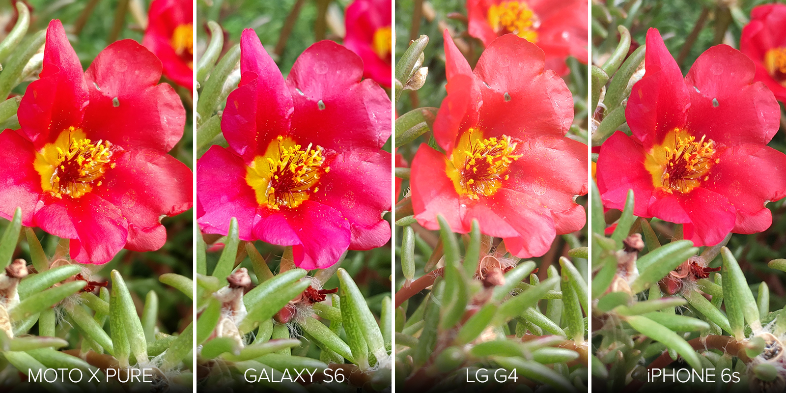 iPhone 6s Camera Review: Apple Is No Longer The King