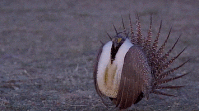 This Goofy Bird Just Defeated The Koch Brothers