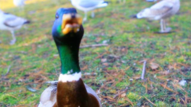 Struck By A Duck: The Strangest Codes In The US Medical Billing System 
